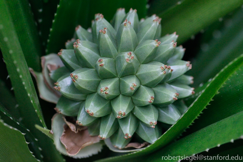 pandanus